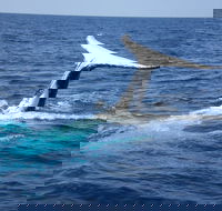 Whale Watching Jervis Bay - Tweed Heads Accommodation