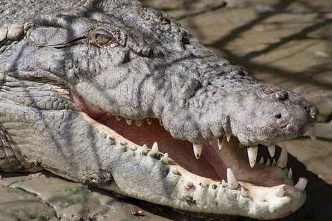 Whitsunday Crocodile Safari Including Lunch - Tweed Heads Accommodation 1