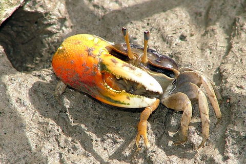 Whitsunday Crocodile Safari Including Lunch - Tweed Heads Accommodation 3