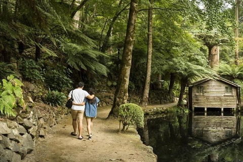 Discover Tour: Dandenong Ranges & William Ricketts Sanctuary - Tweed Heads Accommodation 0
