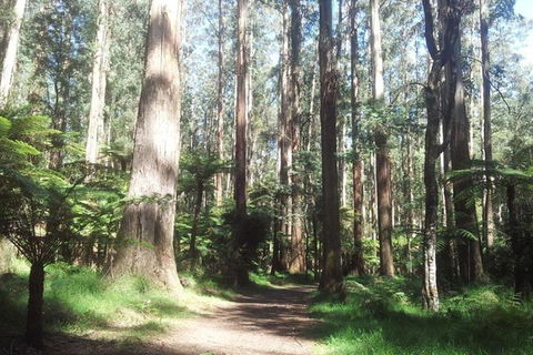 Discover Tour: Dandenong Ranges & William Ricketts Sanctuary - Tweed Heads Accommodation 5