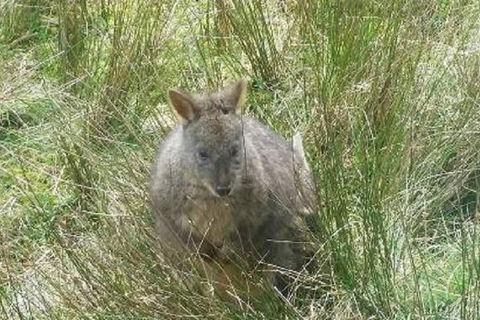 Leven Canyon Day Trip Including Wings Wildlife Park Or Gunns Plains Caves - Tweed Heads Accommodation 3