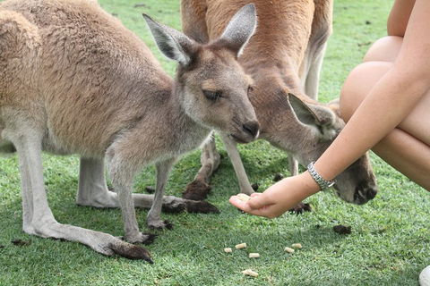 Pinnacles Desert, Koalas And Sandboarding 4WD Day Tour From Perth - Tweed Heads Accommodation 1