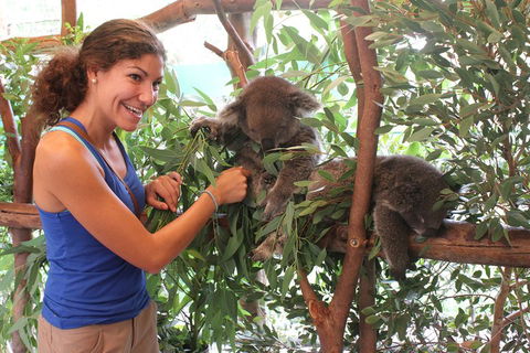 Pinnacles Desert, Koalas And Sandboarding 4WD Day Tour From Perth - Tweed Heads Accommodation 5