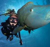 Great Barrier Reef Snorkeling and Diving Cruise from Cairns - Tweed Heads Accommodation