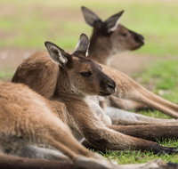 Private Ballarat and Sovereign Hill Tour from Melbourne - Tweed Heads Accommodation