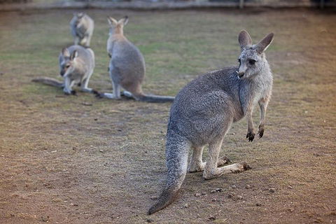 Private Tour: Blue Mountains Day Trip From Sydney - Tweed Heads Accommodation 2
