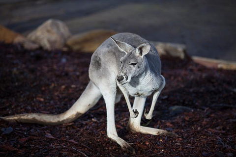 Private Tour: Blue Mountains Day Trip From Sydney - Tweed Heads Accommodation 3