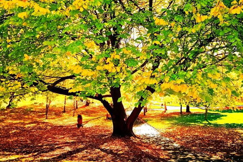 Hobart Half-Day Sightseeing Coach Tram Tour - Tweed Heads Accommodation 3