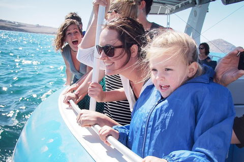 Southern Ocean Adventure From Victor Harbor - Tweed Heads Accommodation 4