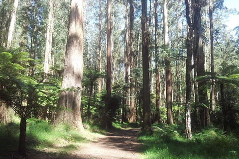 Dandenong Ranges Private Tour Including William Ricketts Sanctuary - Tweed Heads Accommodation 0
