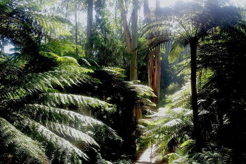 Dandenong Ranges Private Tour Including William Ricketts Sanctuary - Tweed Heads Accommodation 1