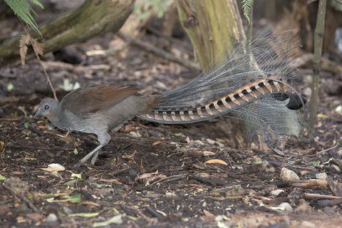 Dandenong Ranges Private Tour Including William Ricketts Sanctuary - Tweed Heads Accommodation 4