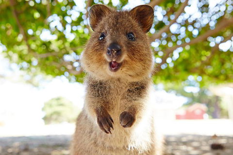 Discover Rottnest With Ferry & Bus Tour From Perth Or Fremantle - Tweed Heads Accommodation 0