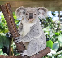 Cairns ZOOM and Wildlife Dome - Tweed Heads Accommodation