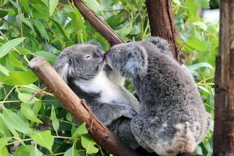 Classic Kuranda By Skyrail And Scenic Railway Including Rainforestation, Koala And Wildlife Park And Pamagirri Aboriginal Experi - Tweed Heads Accommodation 3