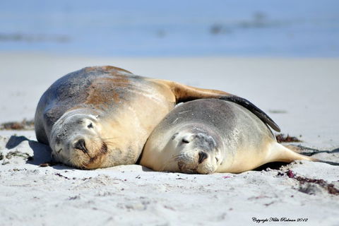 NEW TOUR - Kangaroo Island Road To Recovery Tour (1 Day/1 Night) - Tweed Heads Accommodation 1