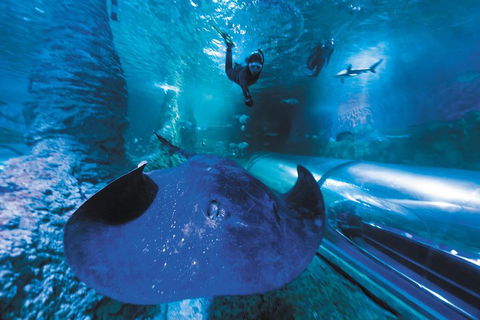Snorkel With Sharks At AQWA - Tweed Heads Accommodation 0