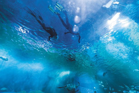 Snorkel With Sharks At AQWA - Tweed Heads Accommodation 1