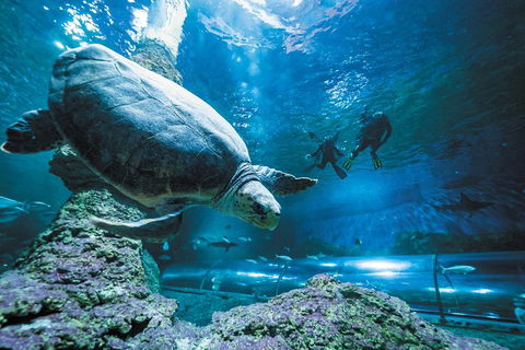 Snorkel With Sharks At AQWA - Tweed Heads Accommodation 4