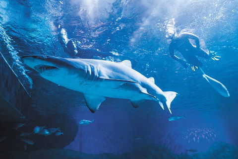 Snorkel With Sharks At AQWA - Tweed Heads Accommodation 5