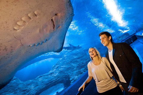 Dive With Sharks At AQWA - Tweed Heads Accommodation 0