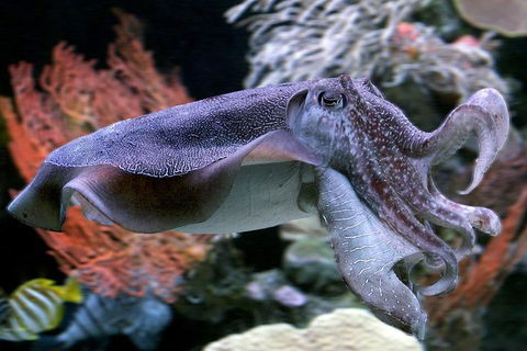 Dive With Sharks At AQWA - Tweed Heads Accommodation 1