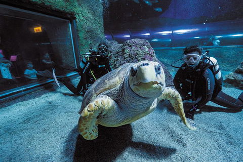 Dive With Sharks At AQWA - Tweed Heads Accommodation 2