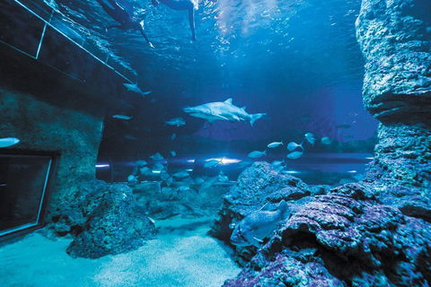 Dive With Sharks At AQWA - Tweed Heads Accommodation 3