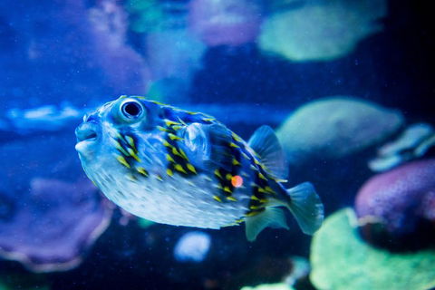 Dive With Sharks At AQWA - Tweed Heads Accommodation 4