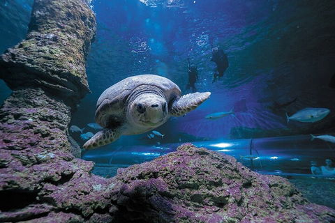 Lunch And General Admission Entry At AQWA - Tweed Heads Accommodation 5