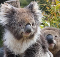Kuranda Koala Gardens and Birdworld Admission Tickets - Tweed Heads Accommodation