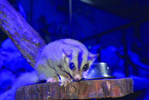 Kuranda Koala Gardens And Birdworld Admission Tickets - Tweed Heads Accommodation 1