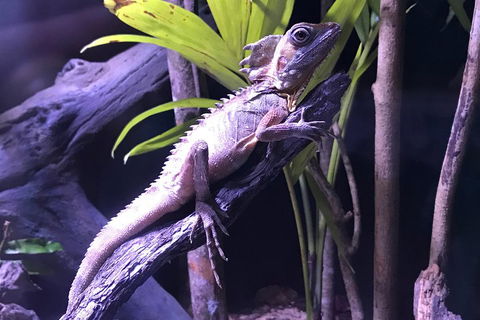 Cairns Aquarium Admission Ticket - Tweed Heads Accommodation 0