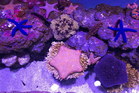 Cairns Aquarium Admission Ticket - Tweed Heads Accommodation 5