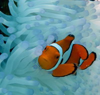 Seastar Luxury Outer Great Barrier Reef Island and Reef Tour from Cairns - Tweed Heads Accommodation