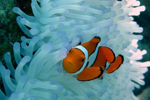 Seastar Luxury Outer Great Barrier Reef Island And Reef Tour From Cairns - Tweed Heads Accommodation 0