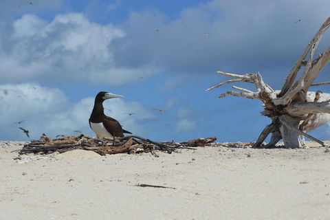 Seastar Luxury Outer Great Barrier Reef Island And Reef Tour From Cairns - Tweed Heads Accommodation 1