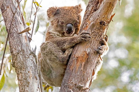 Wild Australian Wildlife 4WD Tour From Sydney - Tweed Heads Accommodation 1