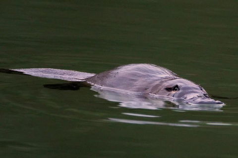 Wild Australian Wildlife 4WD Tour From Sydney - Tweed Heads Accommodation 2