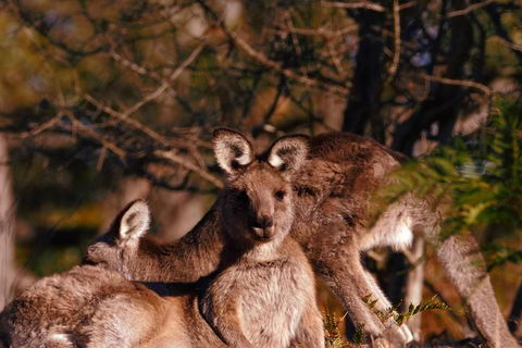 Wild Australian Wildlife 4WD Tour From Sydney - Tweed Heads Accommodation 3