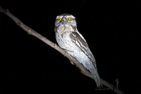 Wild Australian Wildlife 4WD Tour From Sydney - Tweed Heads Accommodation 4