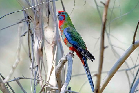 Wild Australian Wildlife 4WD Tour From Sydney - Tweed Heads Accommodation 5