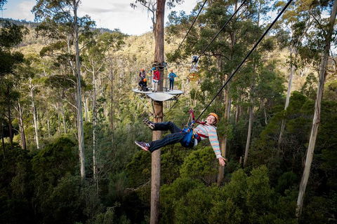 Hollybank Wilderness Adventure - Zipline Tours - Tweed Heads Accommodation 0