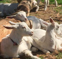 Mornington Peninsula Winery Tours with Cheese Chocolate Tastings from Melbourne - Tweed Heads Accommodation