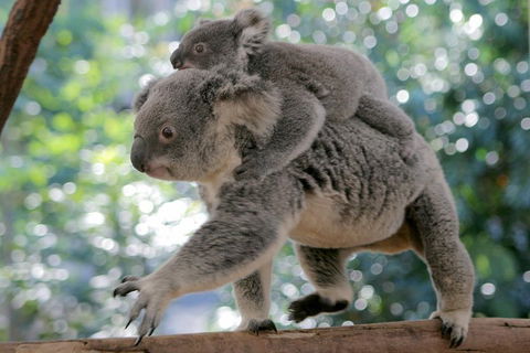 Lone Pine Koala Sanctuary Admission With Brisbane River Cruise - Tweed Heads Accommodation 0