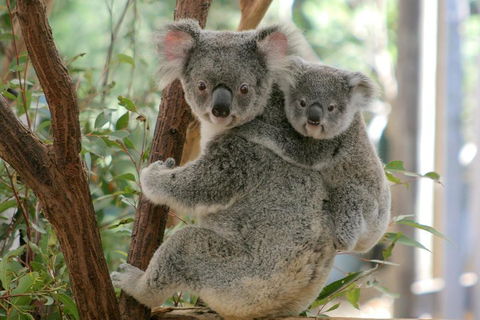Lone Pine Koala Sanctuary Admission With Brisbane River Cruise - Tweed Heads Accommodation 3