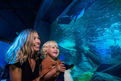 SEA LIFE Sunshine Coast Aquarium Entrance Ticket - Tweed Heads Accommodation 0