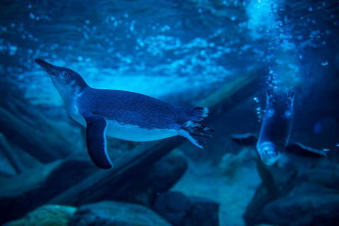 SEA LIFE Sunshine Coast Aquarium Entrance Ticket - Tweed Heads Accommodation 1