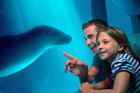 SEA LIFE Sunshine Coast Aquarium Entrance Ticket - Tweed Heads Accommodation 2